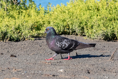 165 rock pigeon (624A5987) April 15, 2018