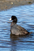 167 duck (624A6003) April 15, 2018