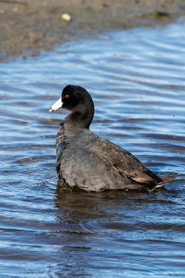 167 duck (624A6003) April 15, 2018