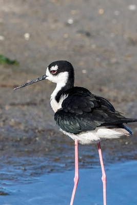166 black necked stilt (624A5993) April 15, 2018