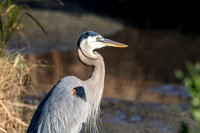 168 great blue heron (624A6034) April 15, 2018