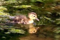 170 duckling (624A6108) April 15, 2018