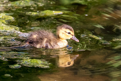 170 duckling (624A6108) April 15, 2018