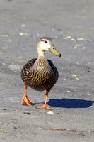 164 duck (624A5942) April 15, 2018