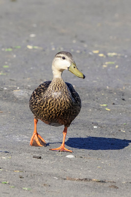 164 duck (624A5942) April 15, 2018