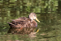 171 duck (624A6127) April 15, 2018