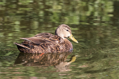 171 duck (624A6127) April 15, 2018