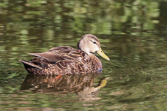171 duck (624A6127) April 15, 2018