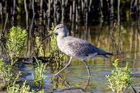 169 shorebird (624A6050) April 15, 2018