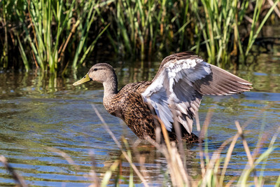 175 duck (624A6286) April 15, 2018