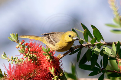 162 bird (624A5874) April 15, 2018