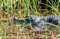 177 gator (624A6317) April 15, 2018