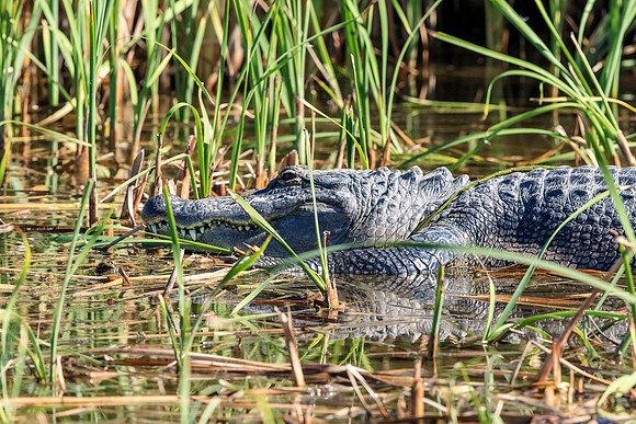 177 gator (624A6317) April 15, 2018