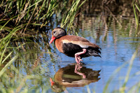 176 black bellied whistling duck (624A6287) April 15, 2018