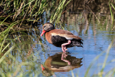 176 black bellied whistling duck (624A6287) April 15, 2018