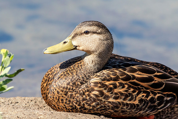 180 duck (624A6438) April 15, 2018