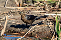 179 female great tailed grackle (624A6389) April 15, 2018