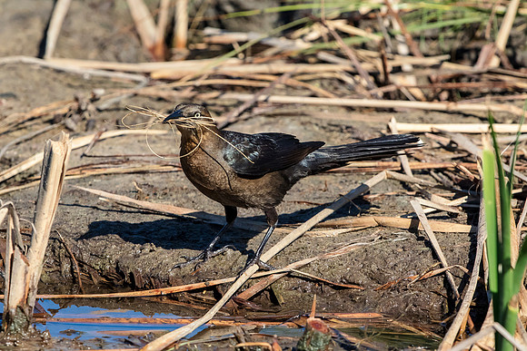 179 female great tailed grackle (624A6389) April 15, 2018