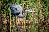 184 gbh (624A6497) April 15, 2018