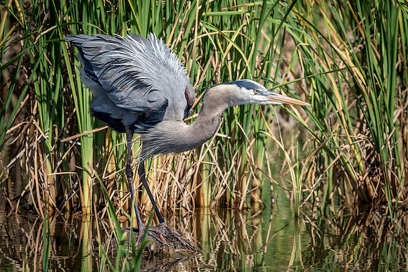 184 gbh (624A6497) April 15, 2018