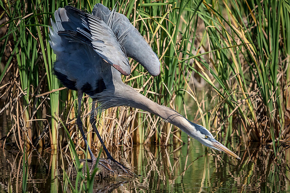 185 gbh (624A6501) April 15, 2018