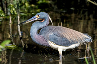 172 tricolored heron (624A6168) April 15, 2018
