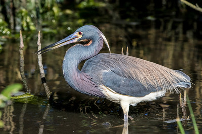 172 tricolored heron (624A6168) April 15, 2018