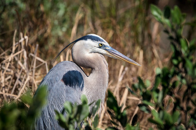 187 gbh (624A6569) April 15, 2018