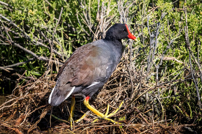 188 moorhen (624A6586) April 15, 2018