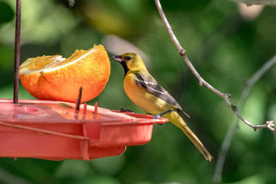 189 yellow bird (624A6658) April 15, 2018