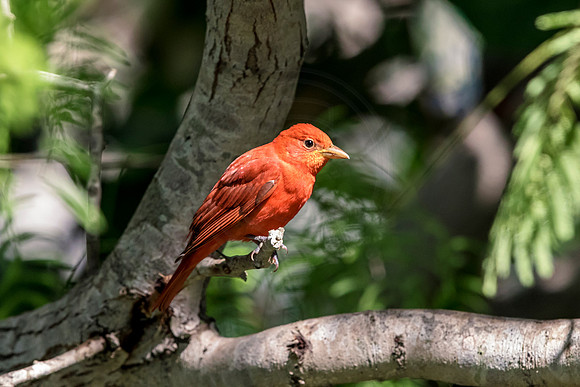 190 cardinal (624A6663) April 15, 2018