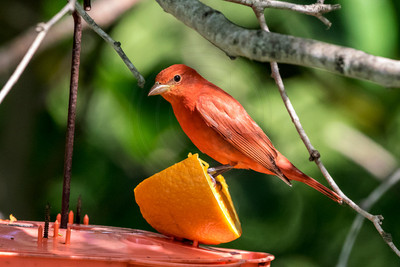 191 cardinal (624A6683) April 15, 2018