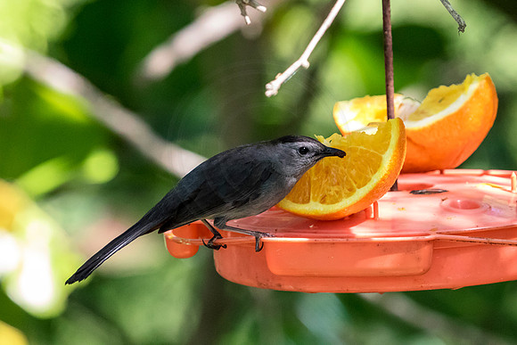 192 bird (624A6716) April 15, 2018