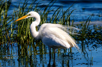 173 egret (624A6228) April 15, 2018