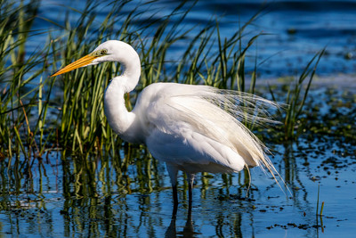 173 egret (624A6228) April 15, 2018