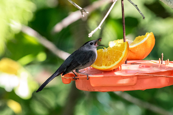 193 bird (624A6717) April 15, 2018