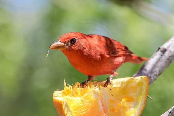 195 cardinal (624A6848) April 15, 2018