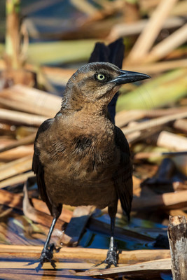 181 female great tailed grackle (624A6464) April 15, 2018