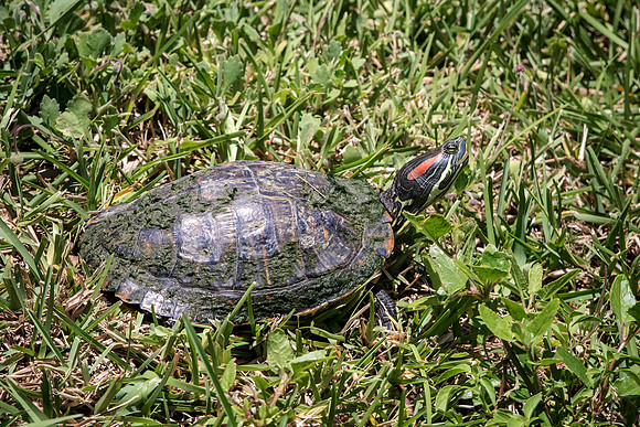 196 turtle (624A6855) April 15, 2018