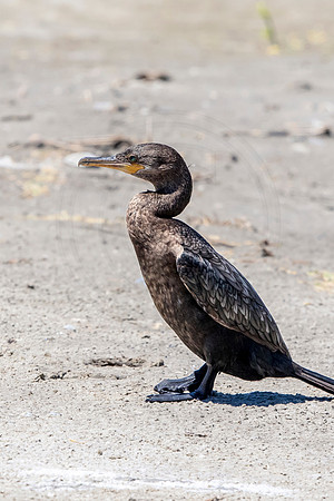 198 cormorant (624A6871) April 15, 2018