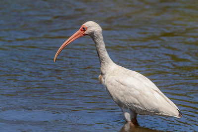 199 white ibis (624A6880) April 15, 2018