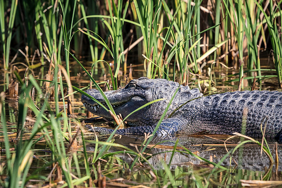 186 gator (624A6541) April 15, 2018