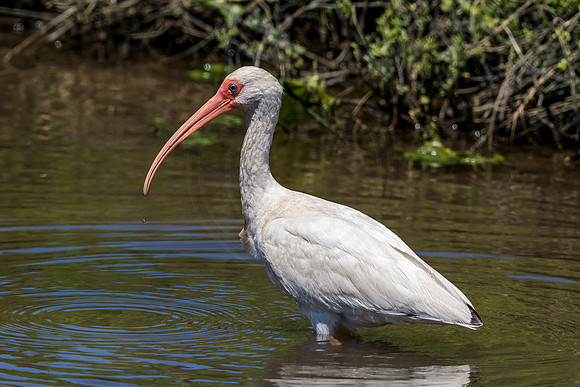 200 white ibis (624A6890) April 15, 2018