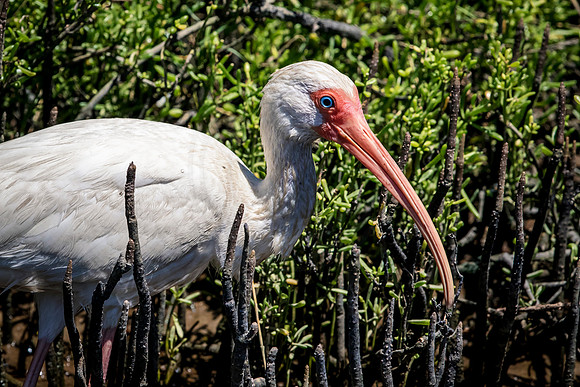 202 white ibis (624A6960) April 15, 2018