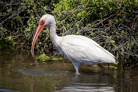 201 white ibis (624A6899) April 15, 2018