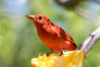 194 cardinal (624A6844) April 15, 2018