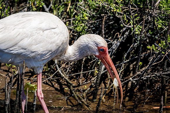 203 white ibis (624A6986) April 15, 2018
