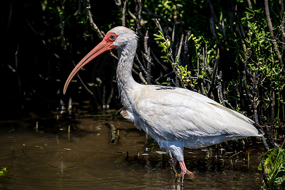 205 white ibis (624A7041) April 15, 2018