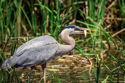207 gbh (624A7103) April 15, 2018
