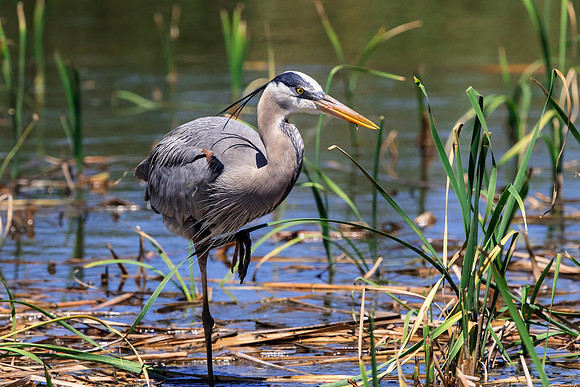 208 gbh (624A7128) April 15, 2018